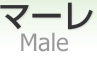 ޡ [ Male ]
