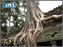 The Temple of Ta Prohm - A Huge Tree In The Film Tomb Raider - Siem Reap / Cambodia