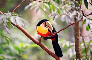 ƸĻ֥ȡ(Toucan̾: ϥ)